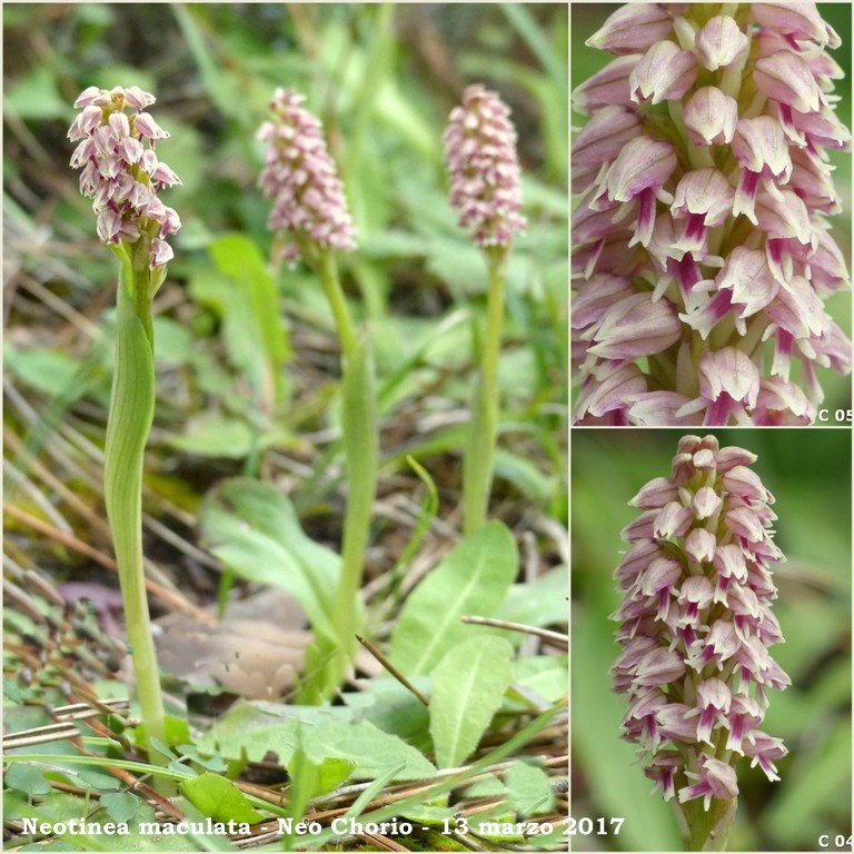 Cipro marzo 2017 : le orchidee di Venere.